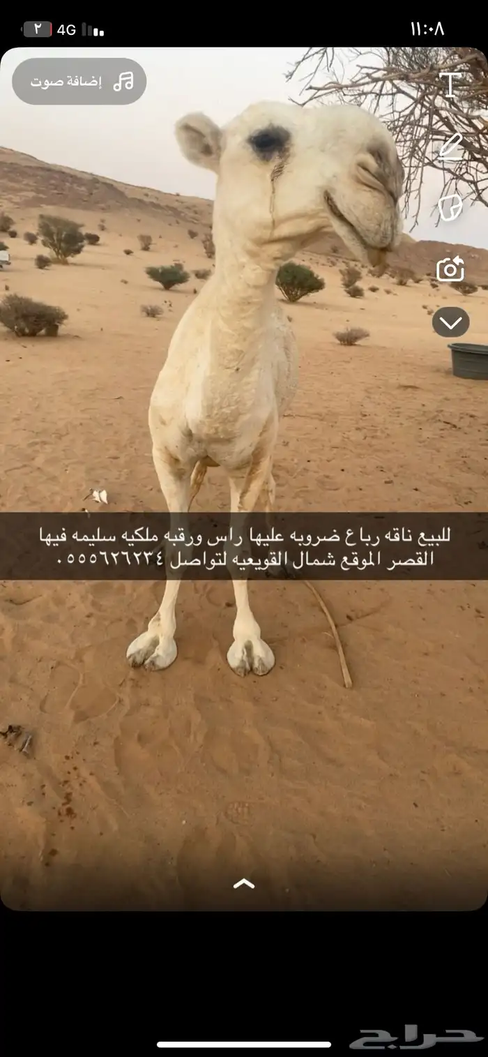 للبيع ضروبه رباع 0