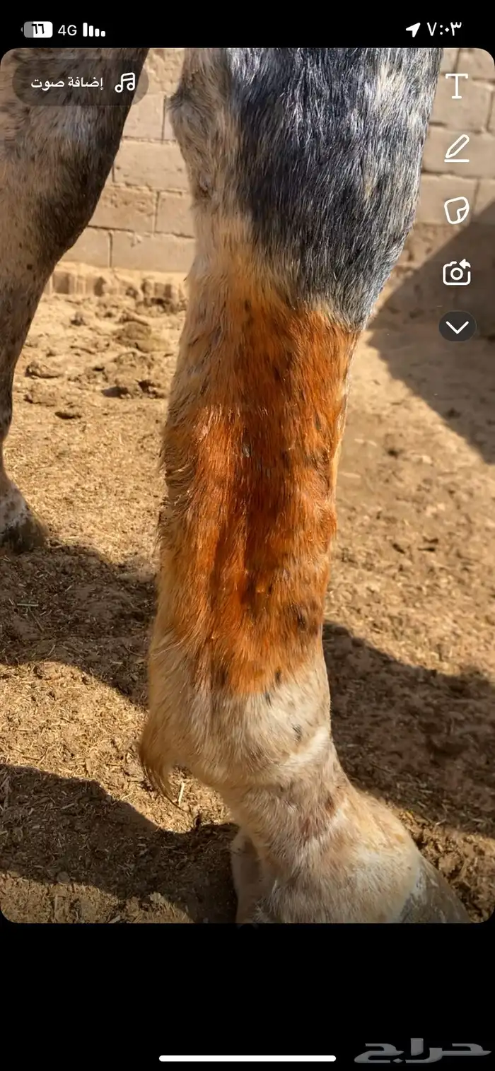 حصان جزيري سبوق 2