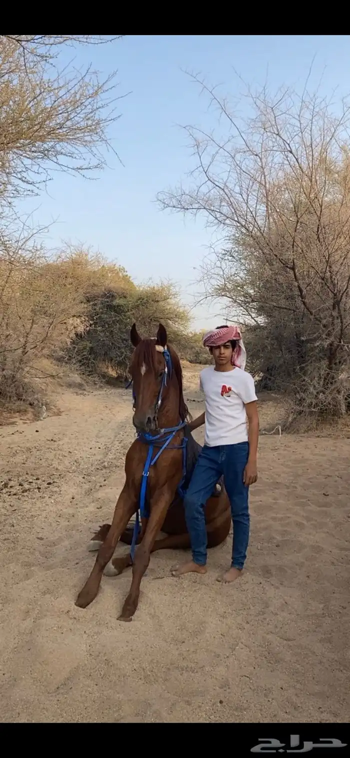 حصان شعبي حار جدا 3
