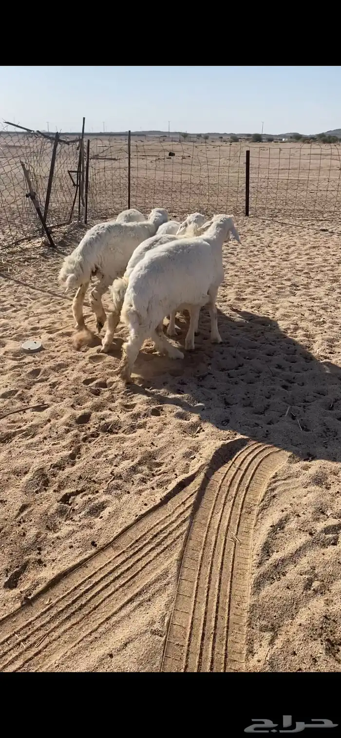 للبيع طليان طيبه ونظيفه 1