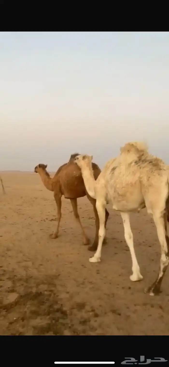 حشو بكره وقعود 6