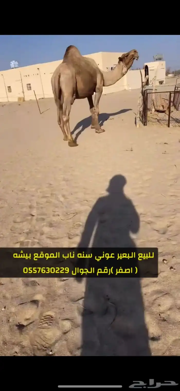 بعير اصفر عوني مشروط 2