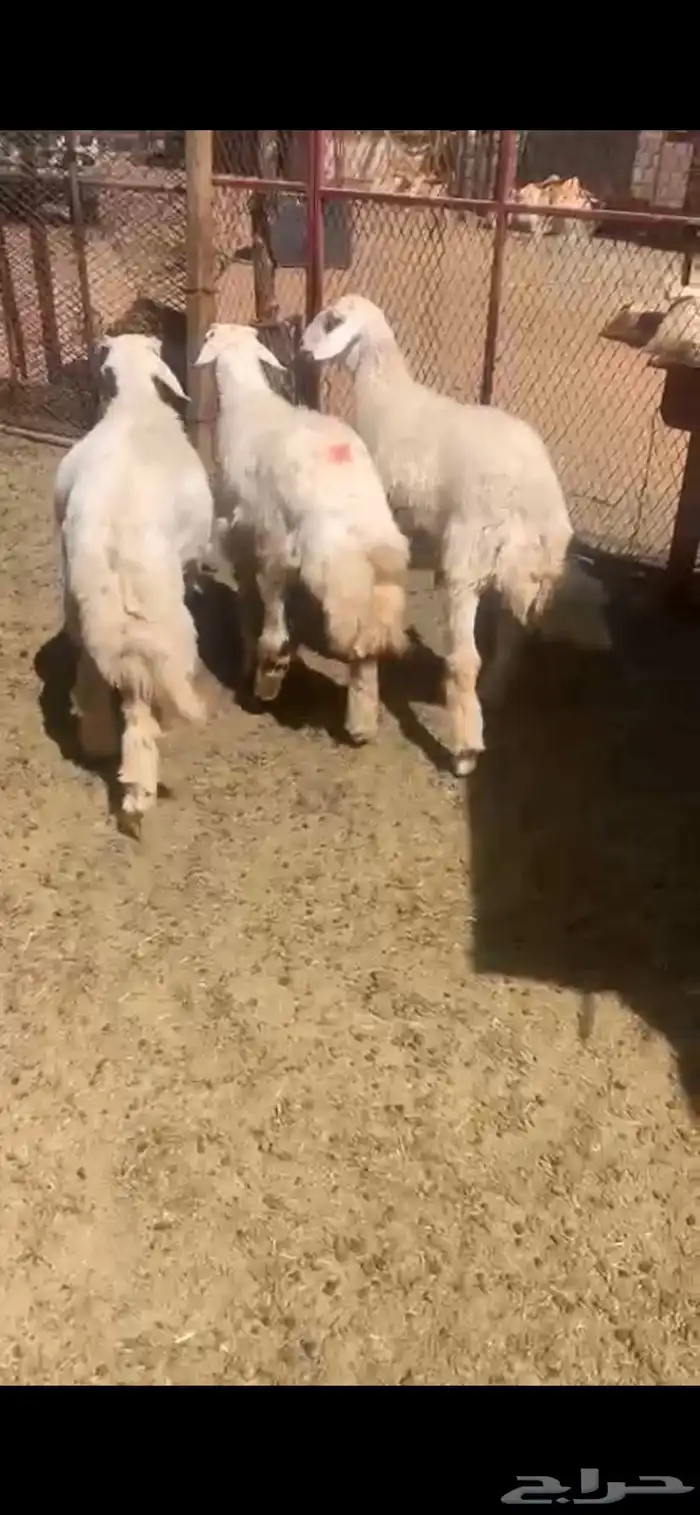 طليان جبره 1
