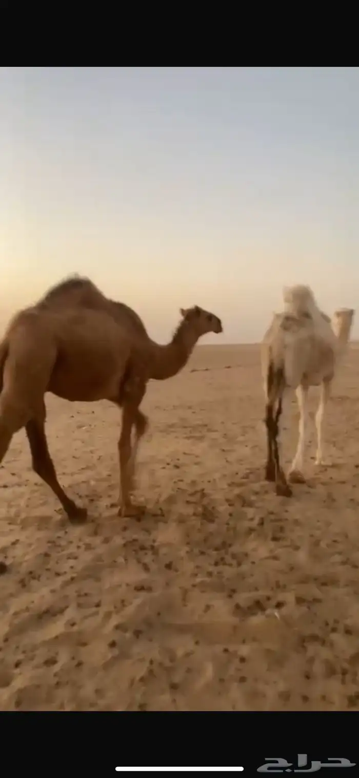 حشو بكره وقعود 0