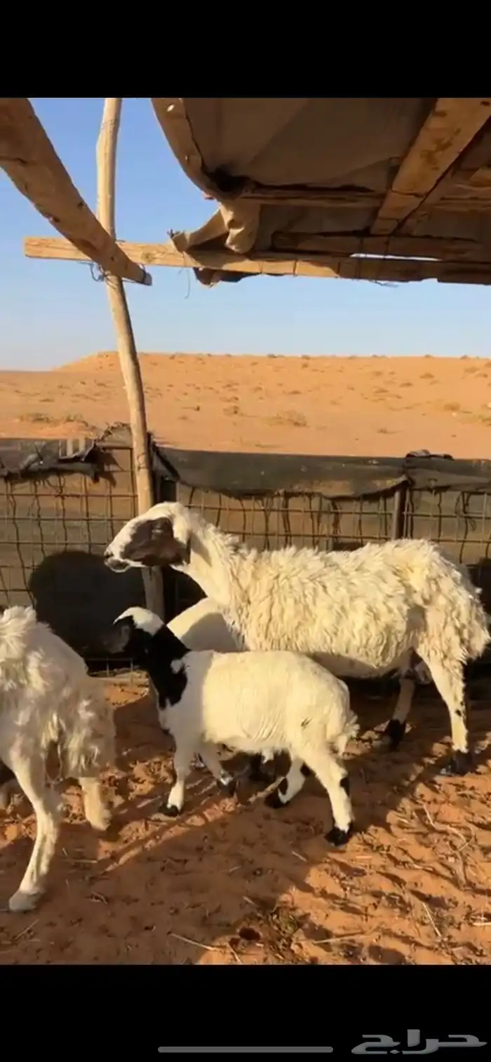 حريات خلفات 2