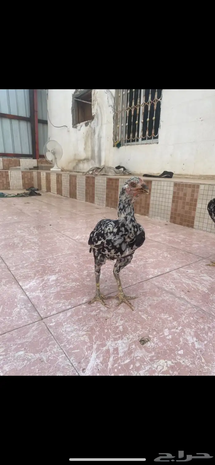 دجاج باكستاني سندي بيور 0