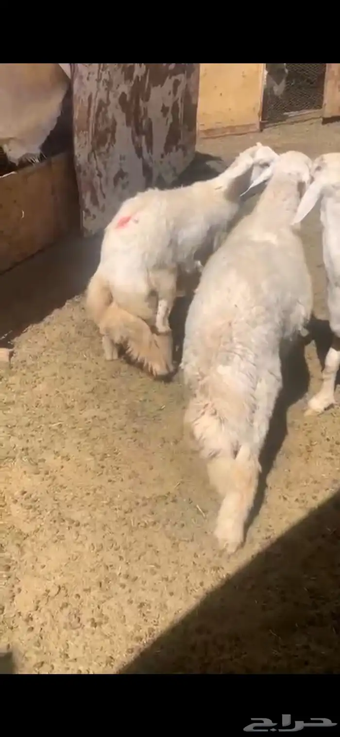 طليان جبره 0
