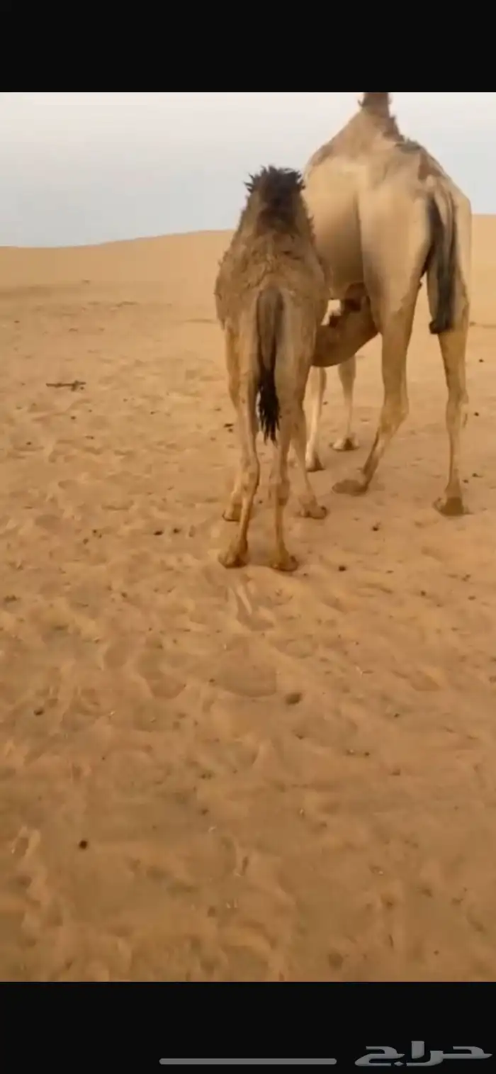 قعدان 0