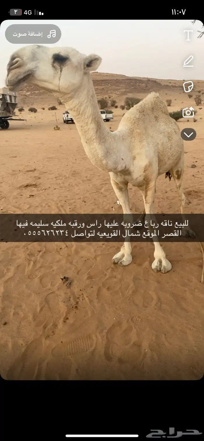 للبيع ضروبه رباع 3