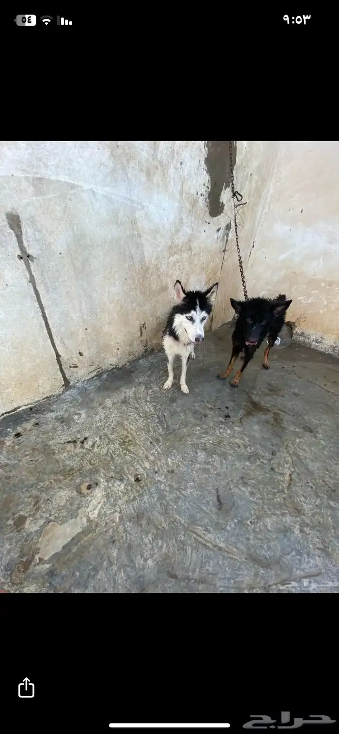 هاسكي للبيع 0
