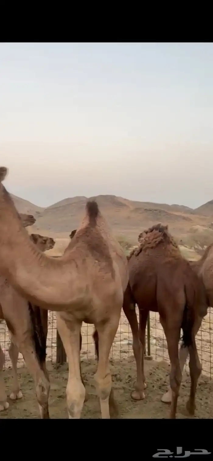 خمسه قعدان وبكرتين 4