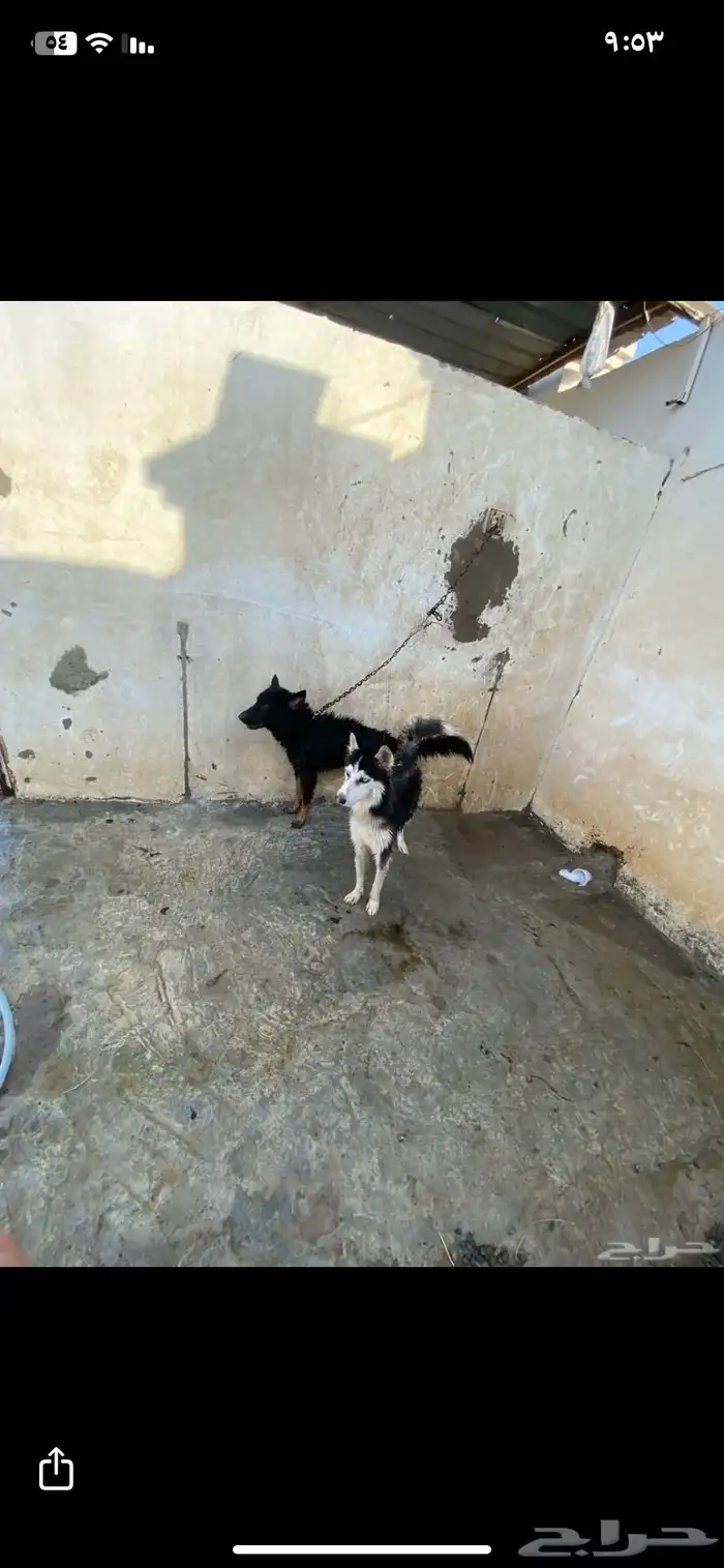 هاسكي للبيع 1