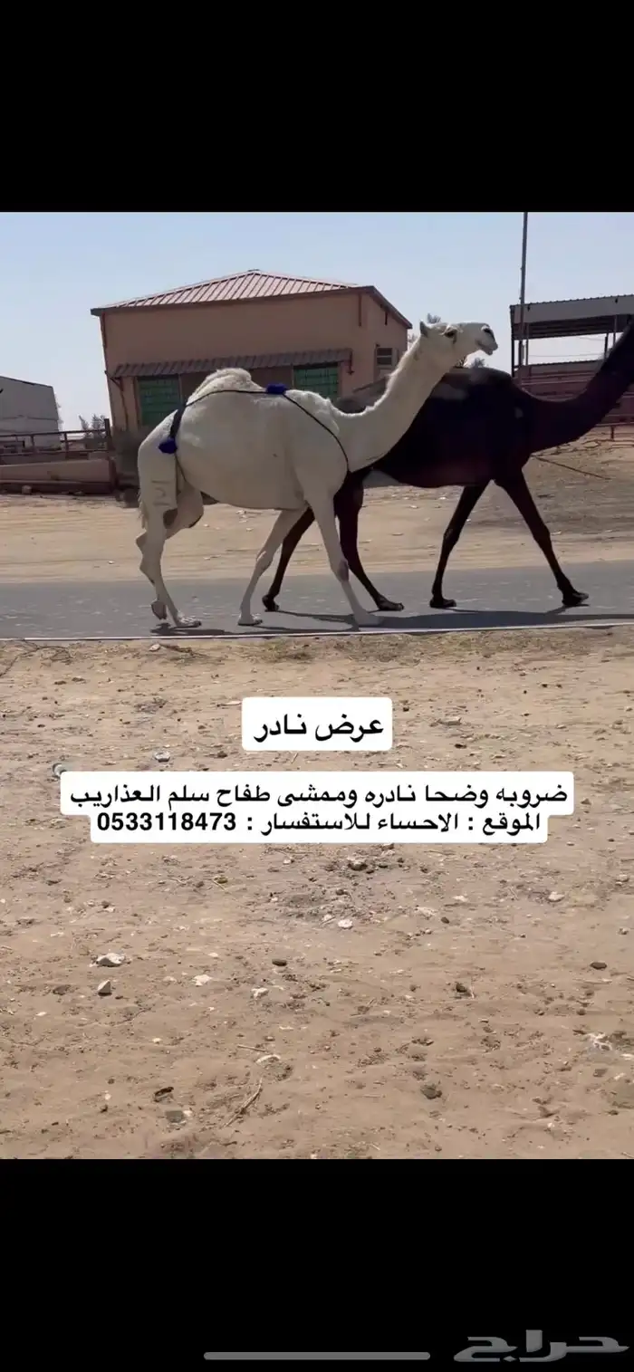 عشرا 0