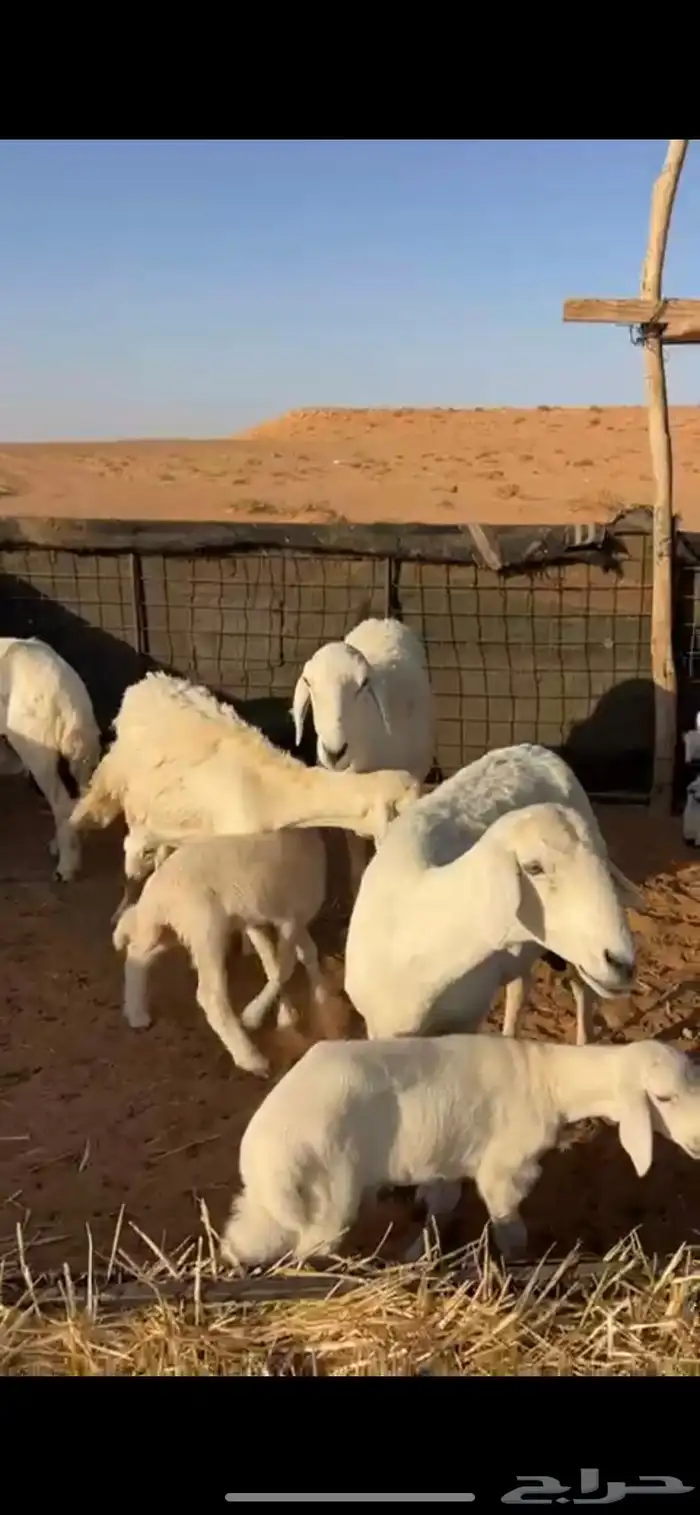 حريات خلفات 1