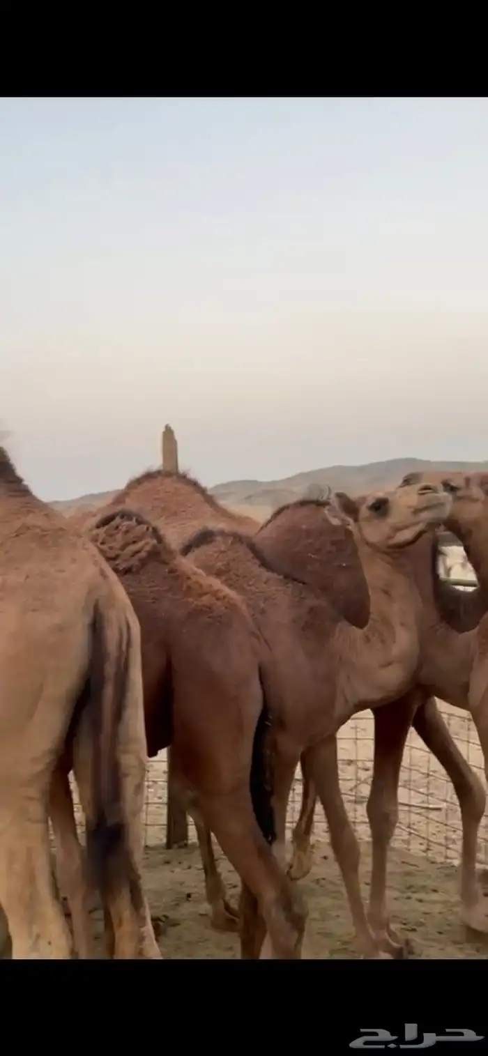 خمسه قعدان وبكرتين 0