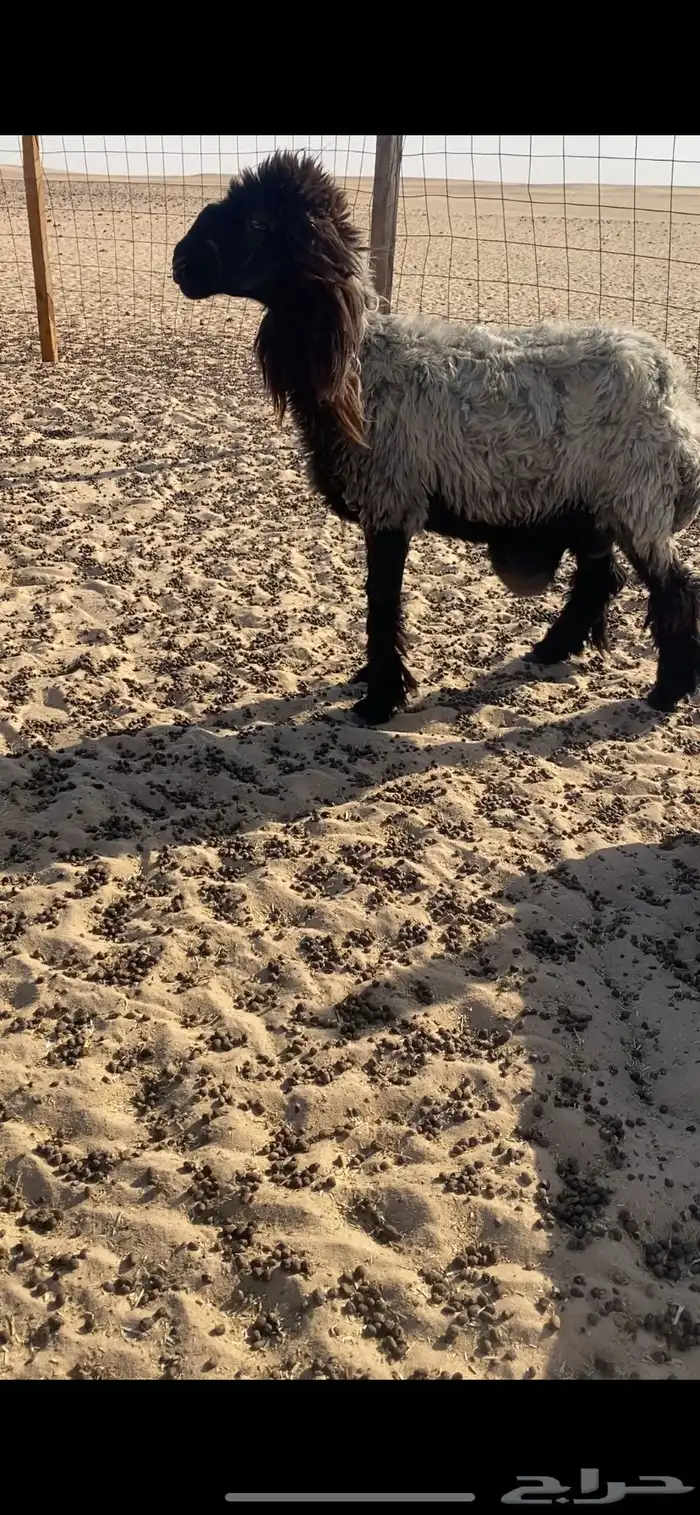 نعجه عربيه 0