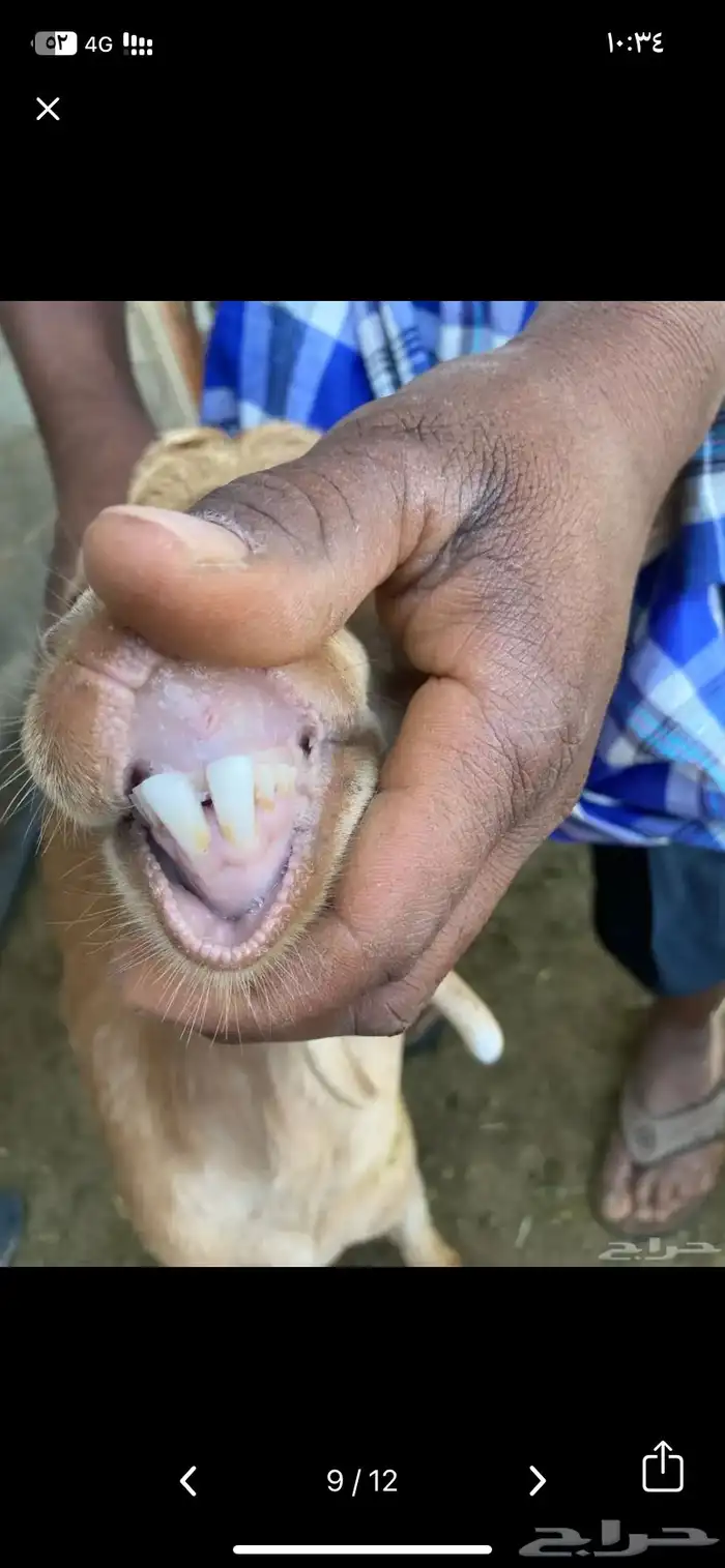 معزا جنوبيات جمله وتفريد 35