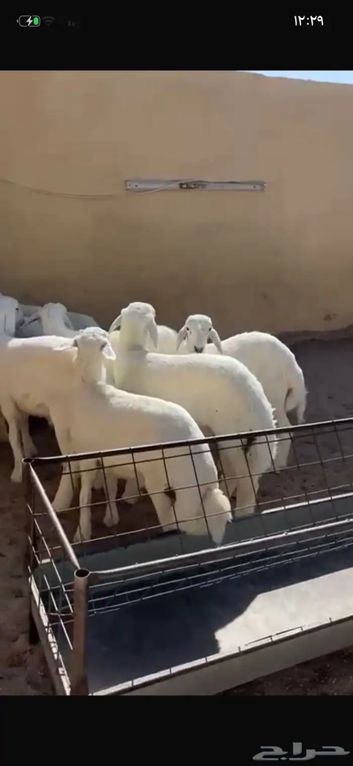 للبيع بهم طيب العدد 13 0
