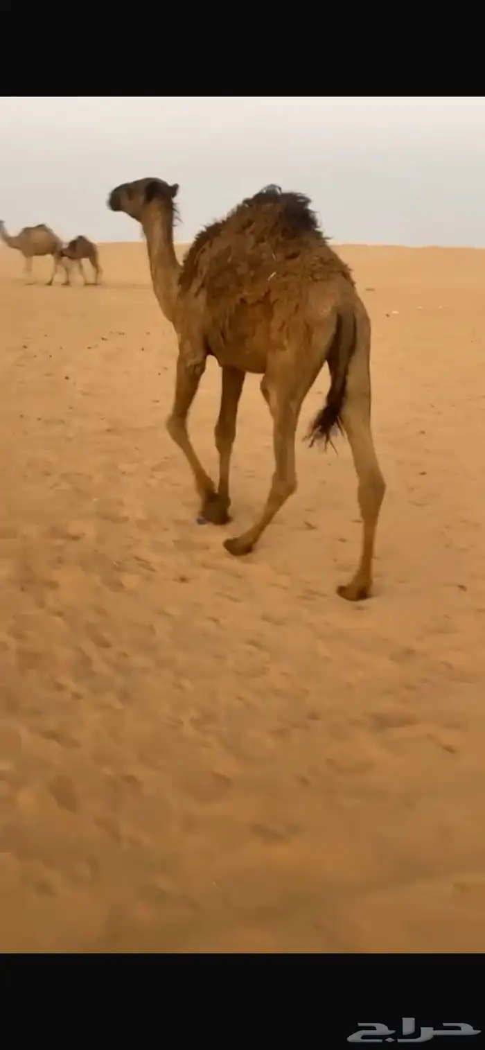 قعدان 1