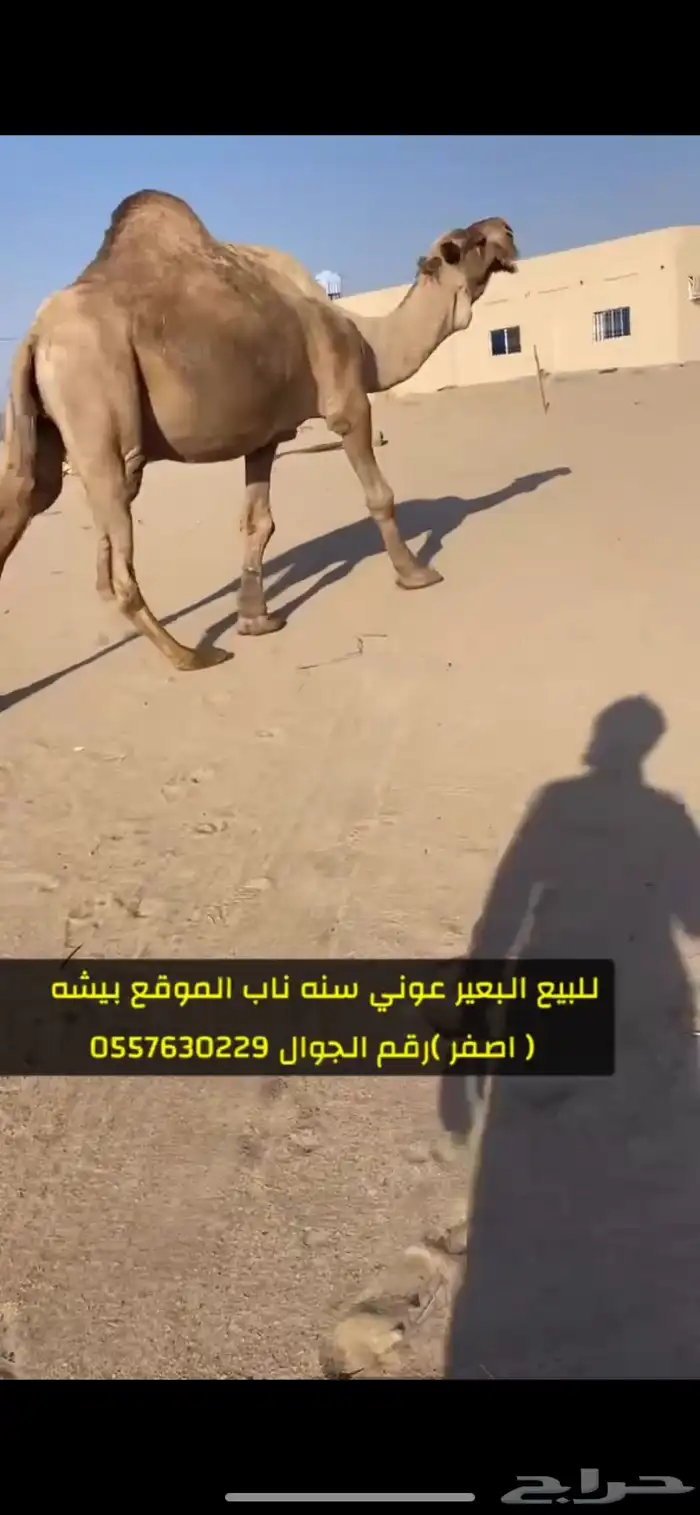 بعير اصفر عوني مشروط 0