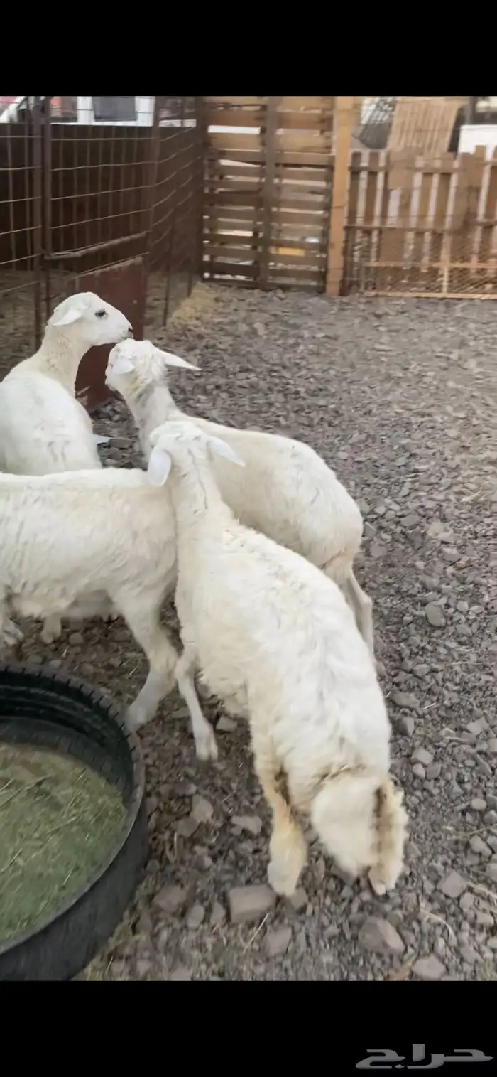 طليين ورخلين نضيفه ومقفله شحم عمارها حول 5 شهور 1