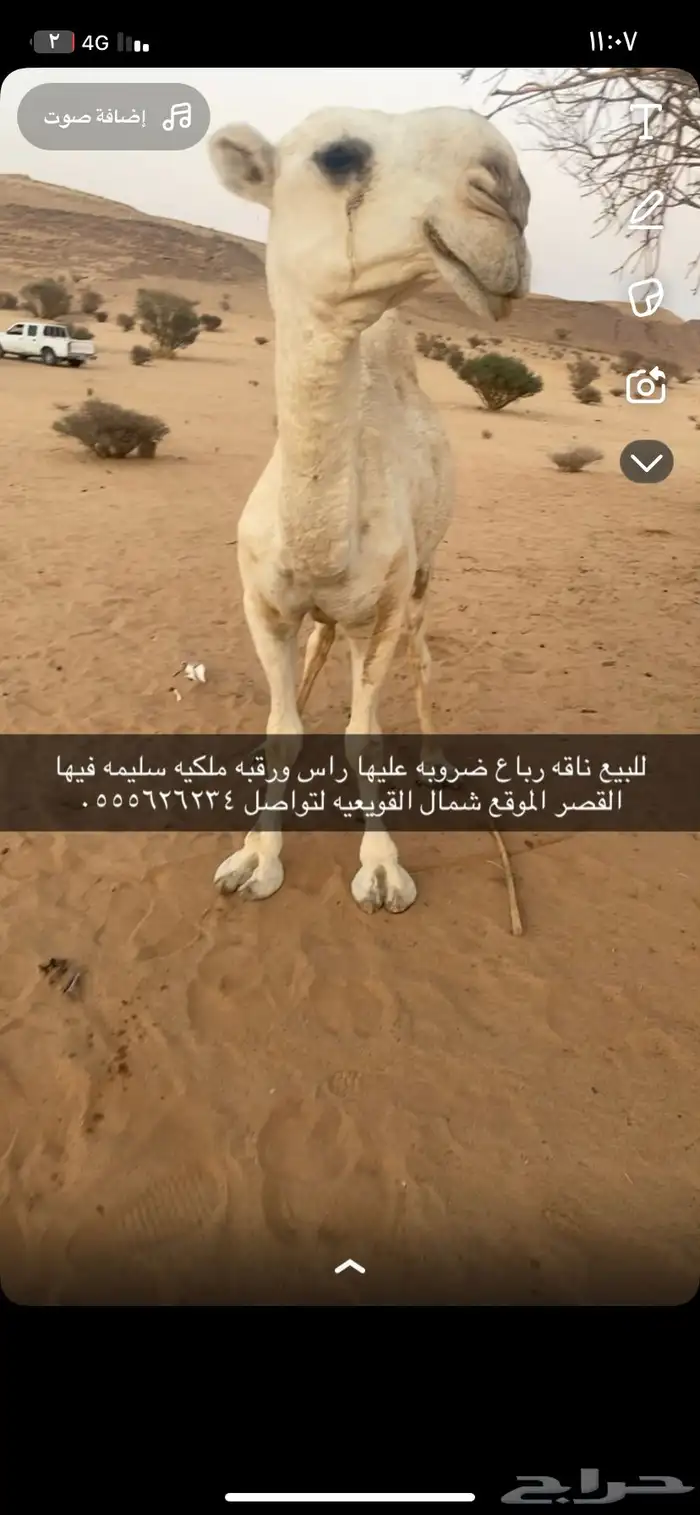 للبيع ضروبه رباع 4