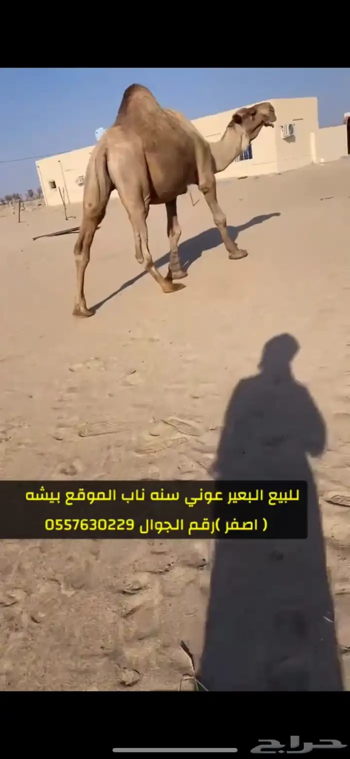بعير اصفر عوني مشروط 1