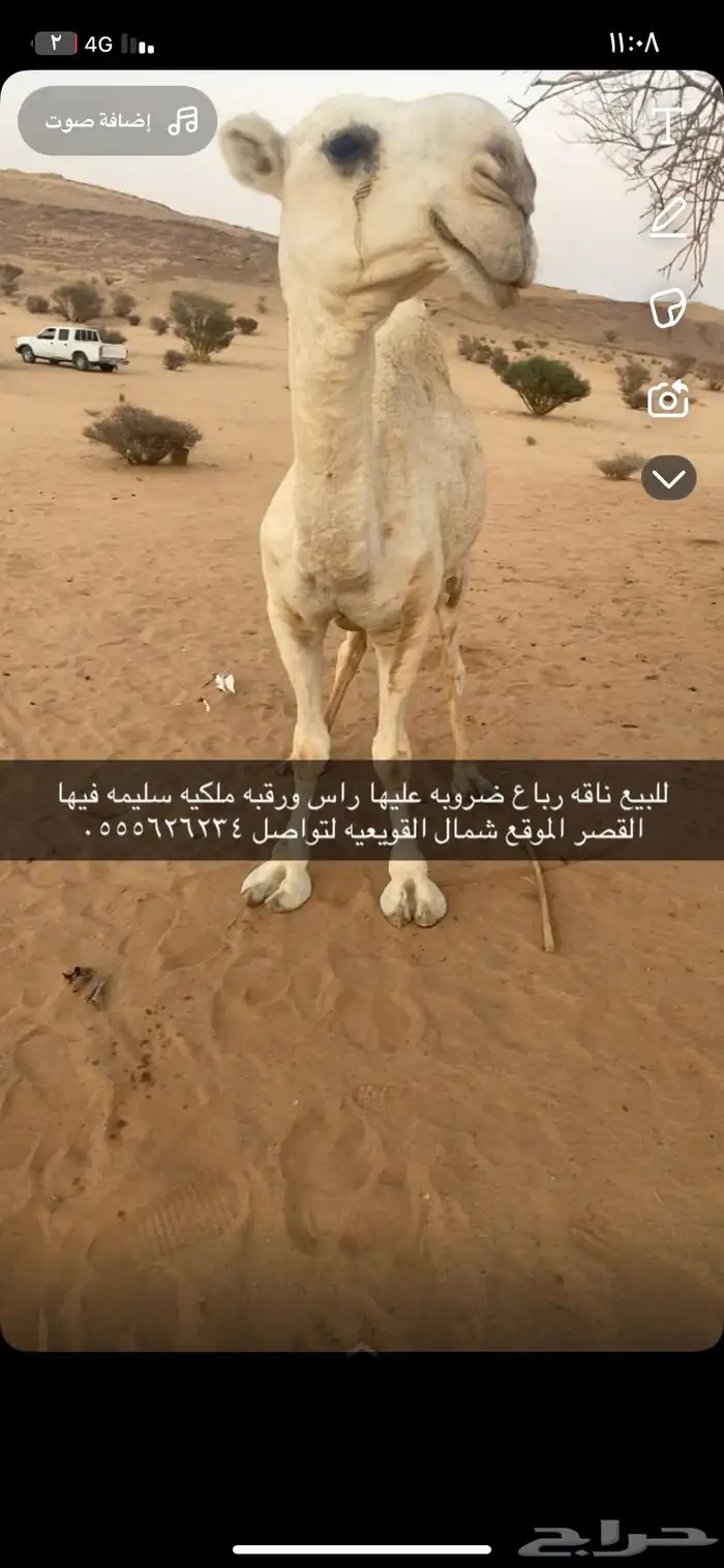 للبيع ضروبه رباع 1