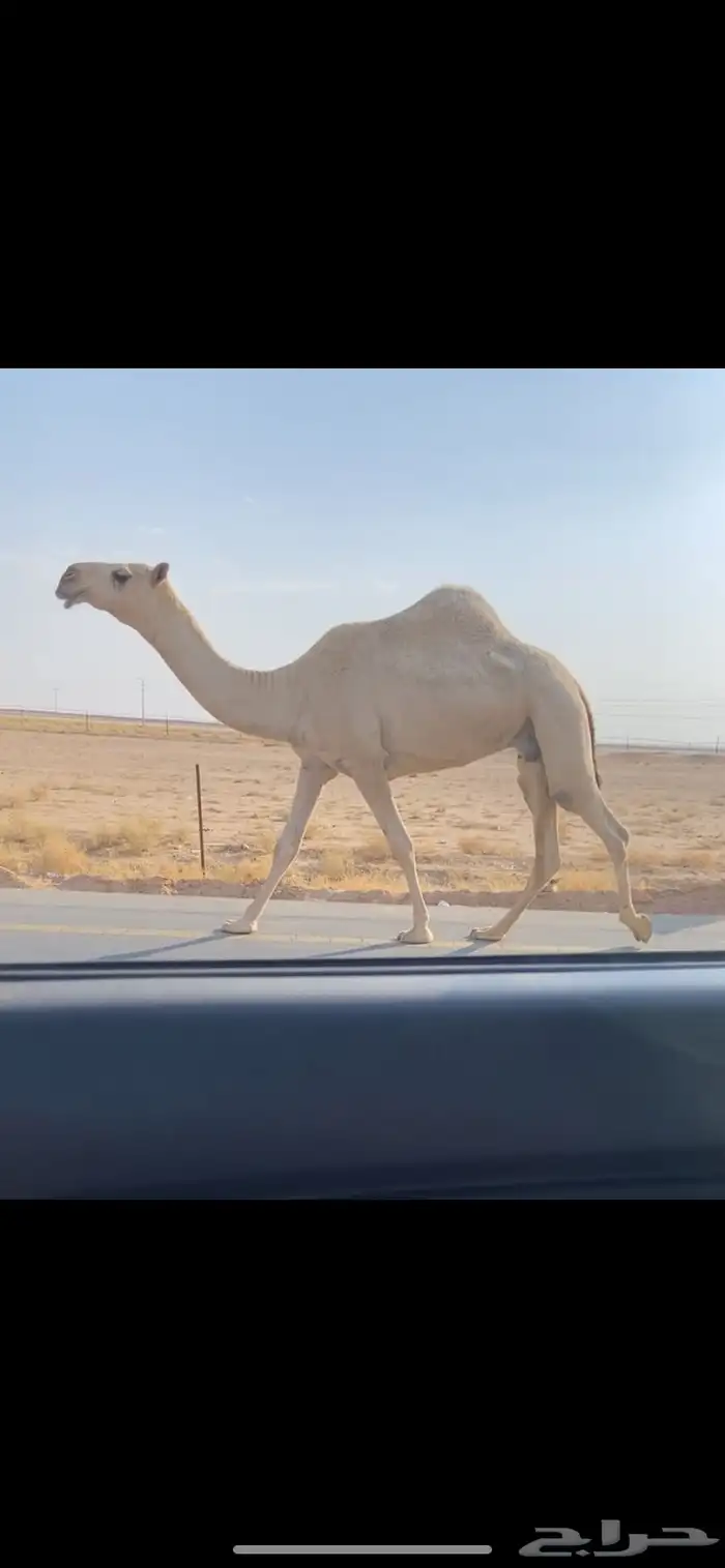 ضريبه شقحا كفو 1