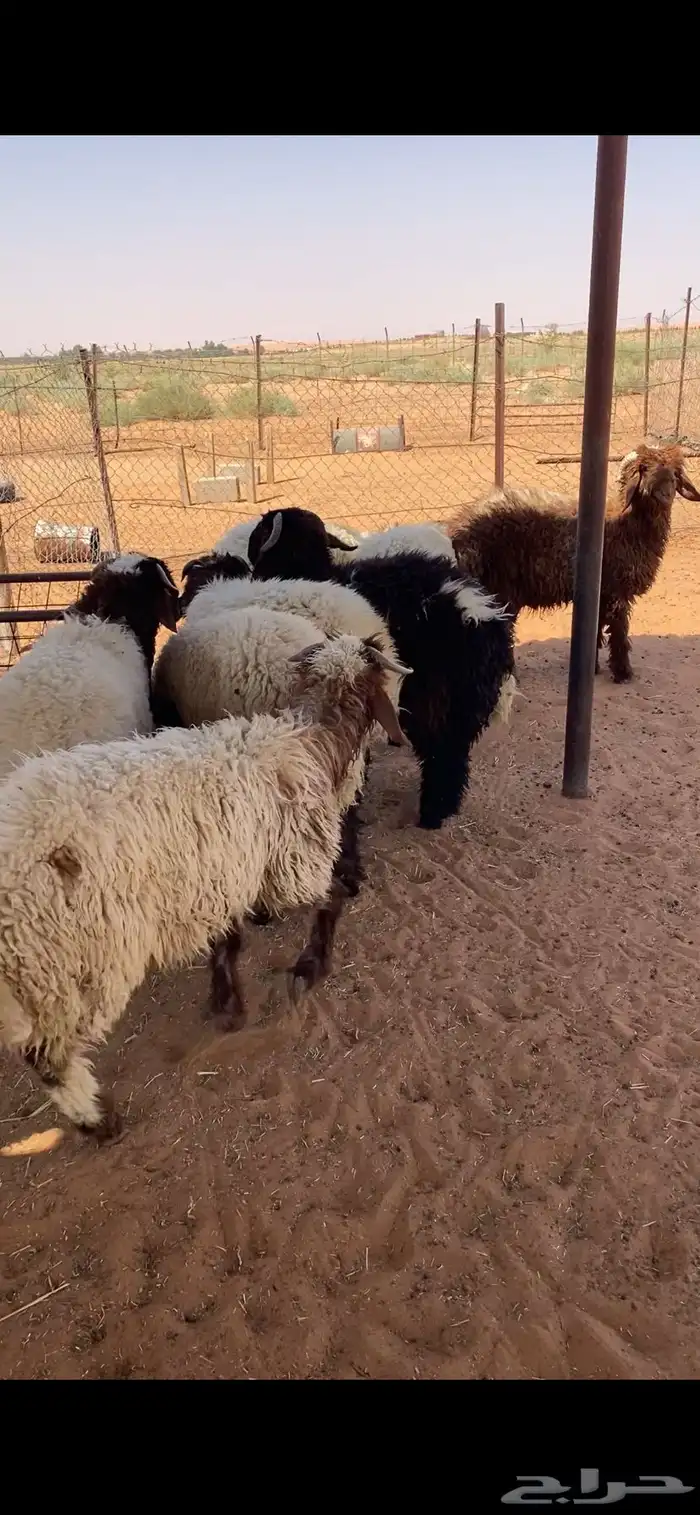 خرفان نعيم بلدي 3
