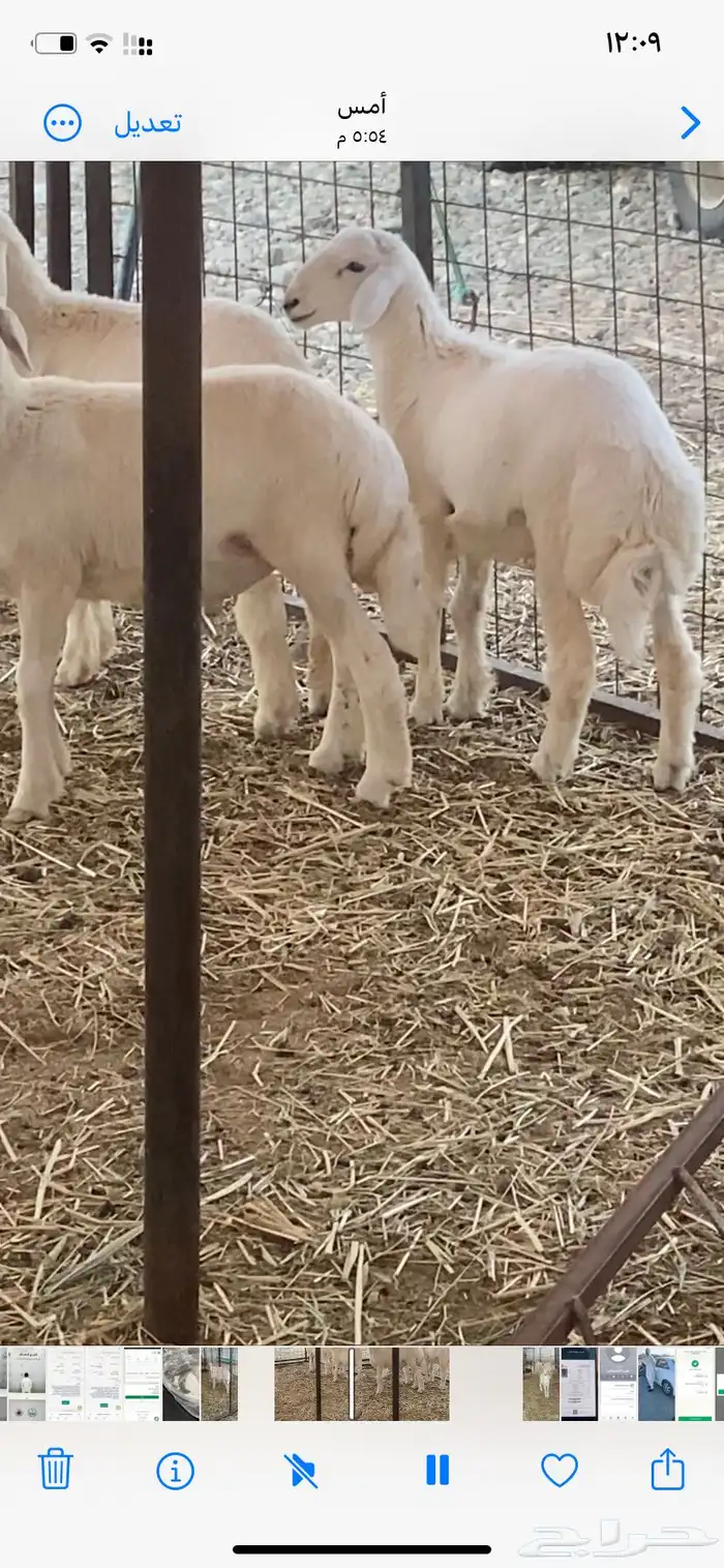 بهم للبيع الموقع كرا 0