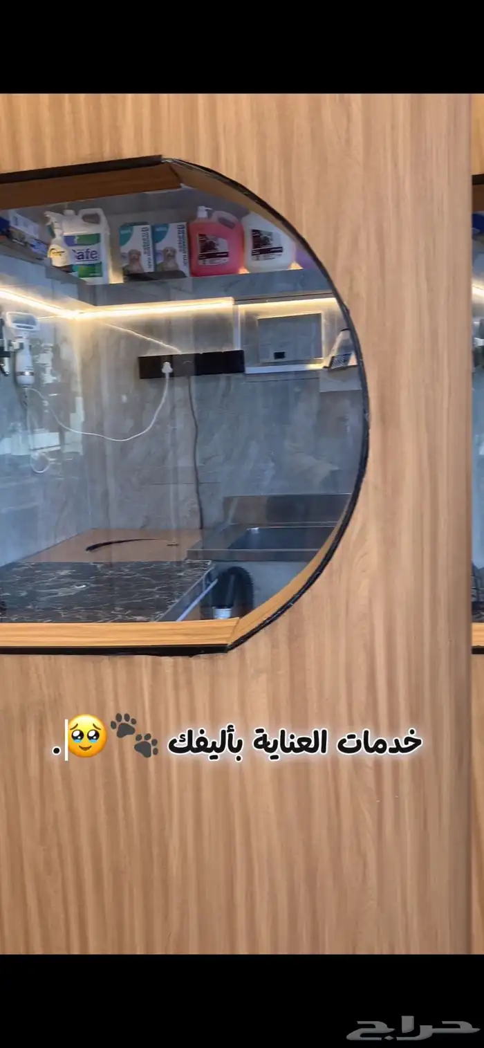 - عناية وترويش قطط وحلاقة بعرض خاص 2