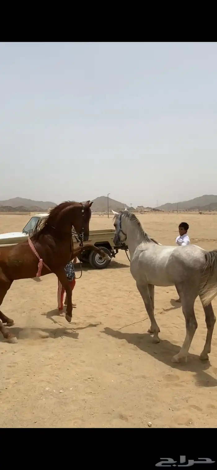 حصان شعبي حار جدا 1