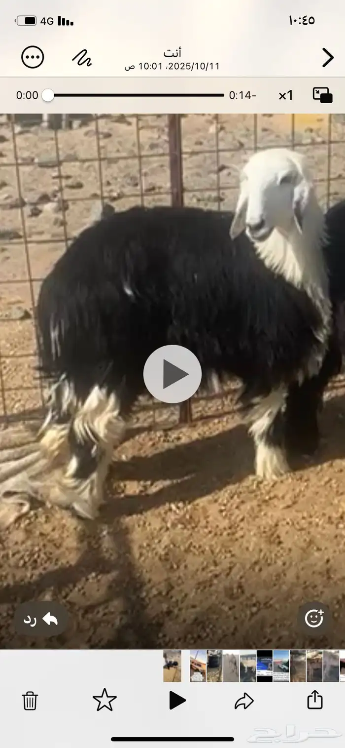 للبيع رخل نجديه شمال ينبع 1