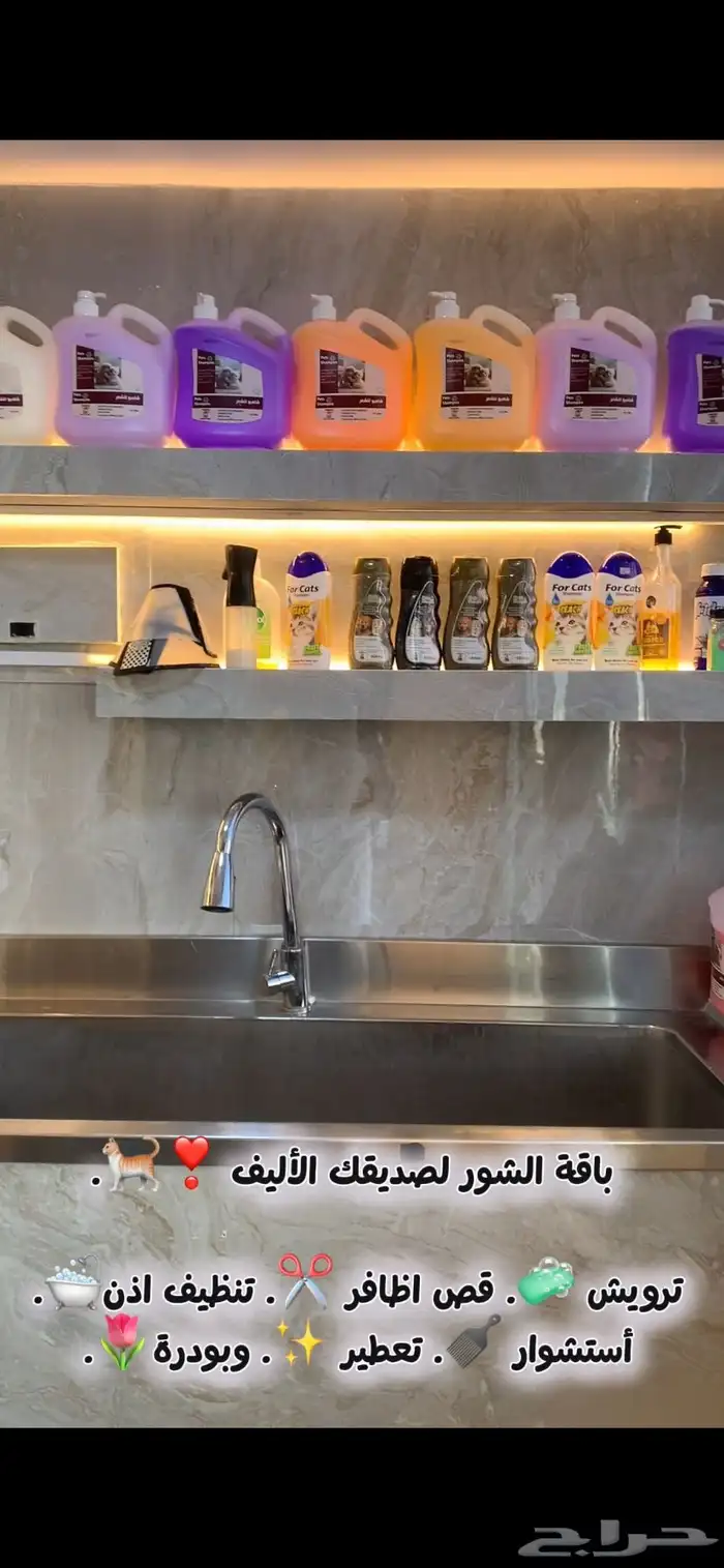 - عناية وترويش قطط وحلاقة بعرض خاص 4