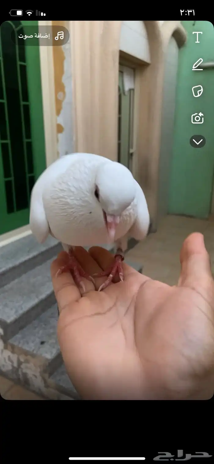 للبيع دكر صنعاوي 2