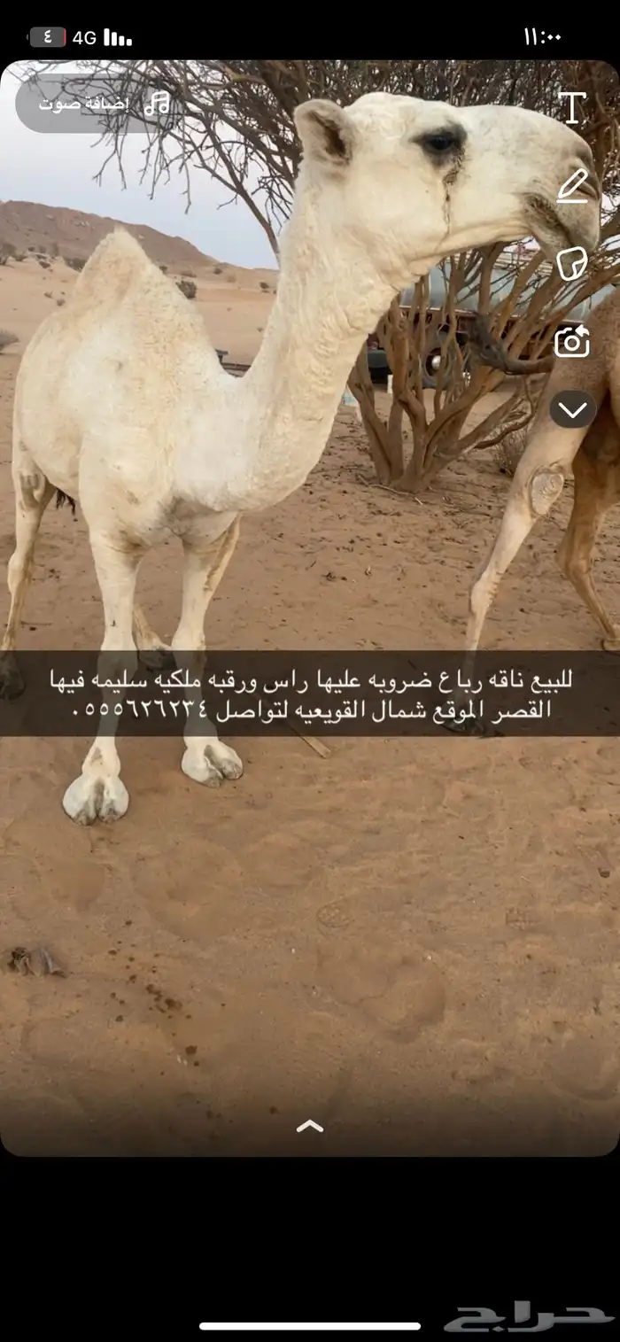 للبيع ضروبه رباع 2