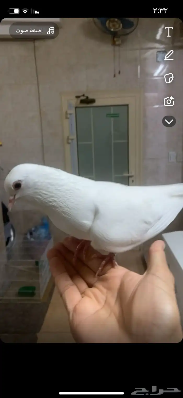 للبيع دكر صنعاوي 1