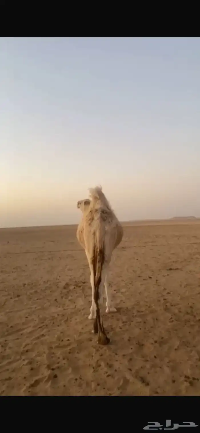 حشو بكره وقعود 1