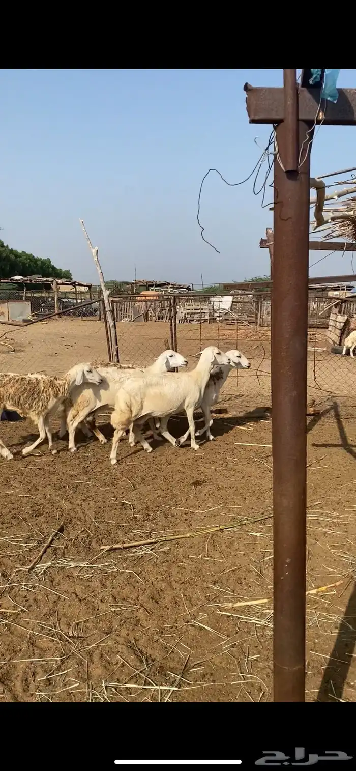 ضان العدد 5 1