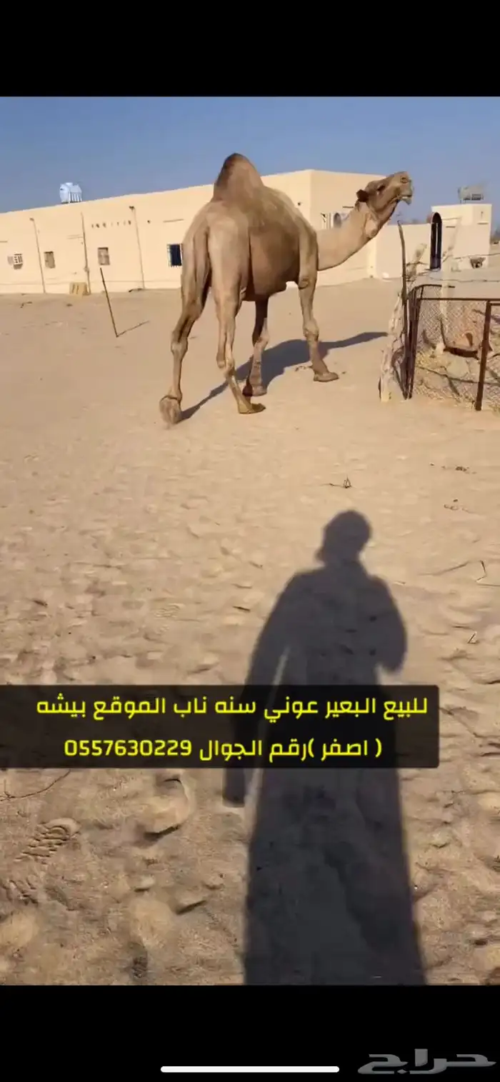 بعير اصفر عوني مشروط 3