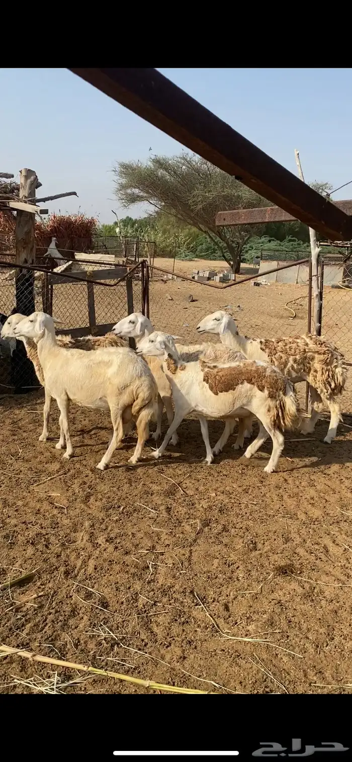 ضان العدد 5 0