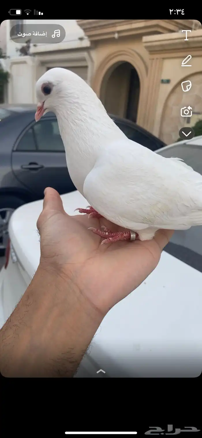 للبيع دكر صنعاوي 0