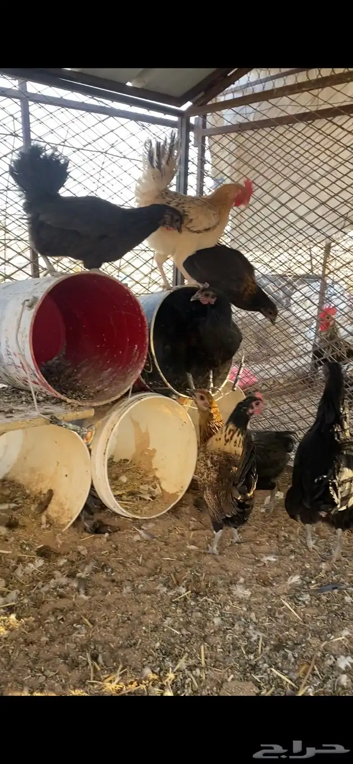 دجاج بياض شرط 0