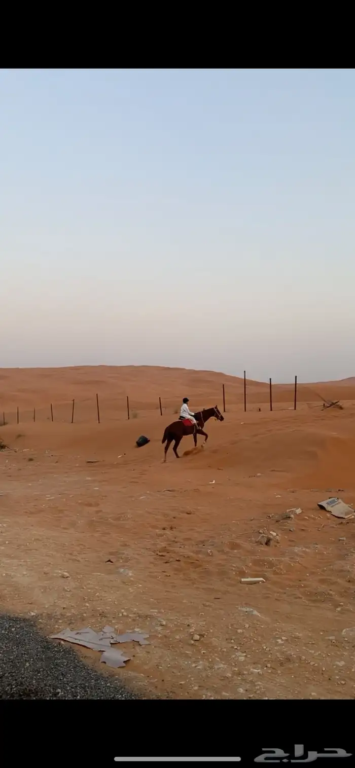 حصان انقليزي طيب ب الحيل 2