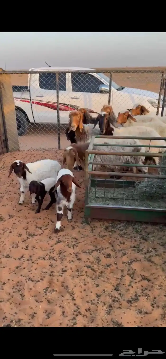 شياه رغايث المجمعه 0