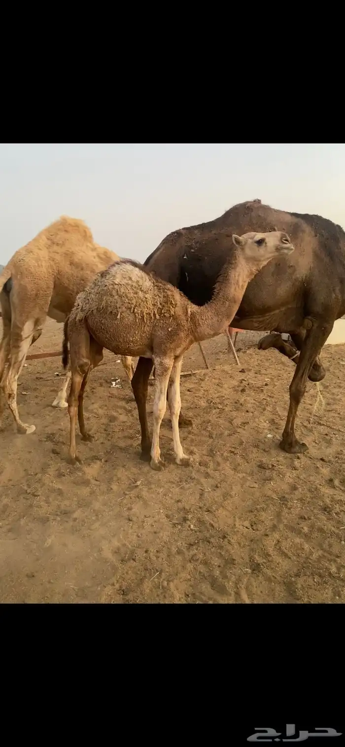خلفة صفراء 0
