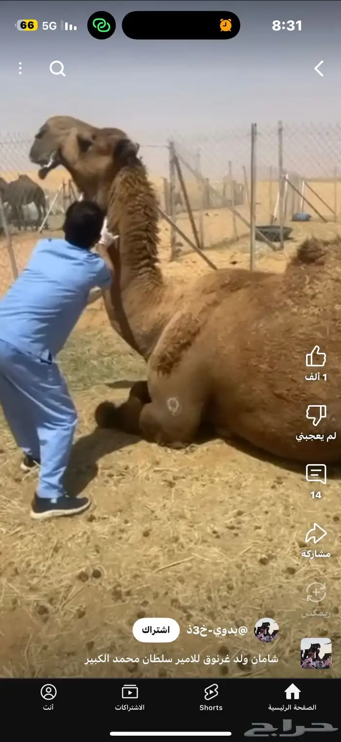 للبيع بعير ثني مشروط انتاج كفو 27