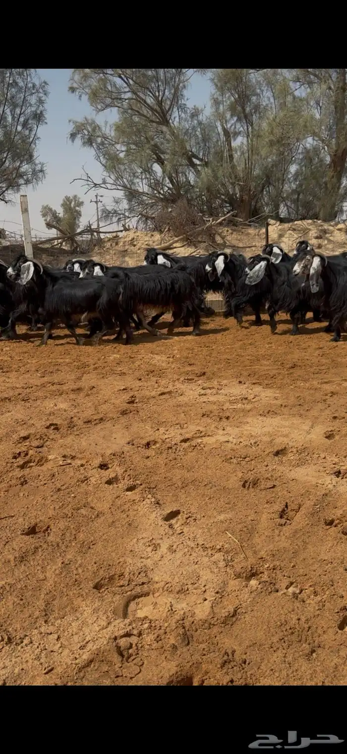 معزا عوارض مراح بالفحل مضاريع تم البيع 6