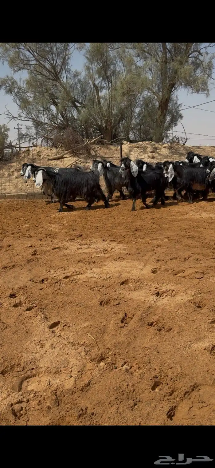 معزا عوارض مراح بالفحل مضاريع تم البيع 4